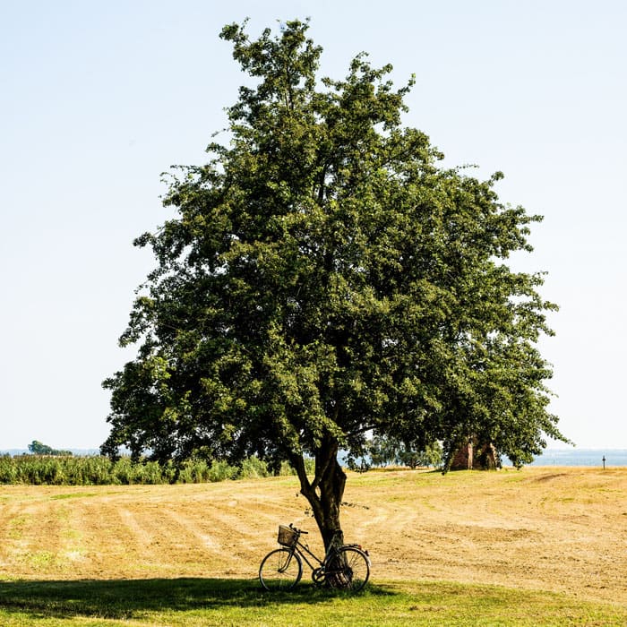 Cykel som lutar mot ett träd