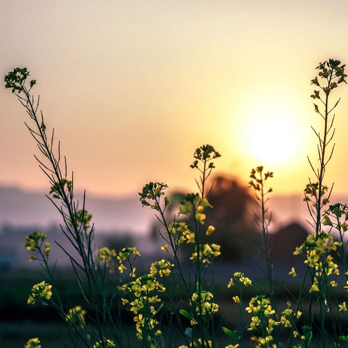 Smörblommor i solnedgång